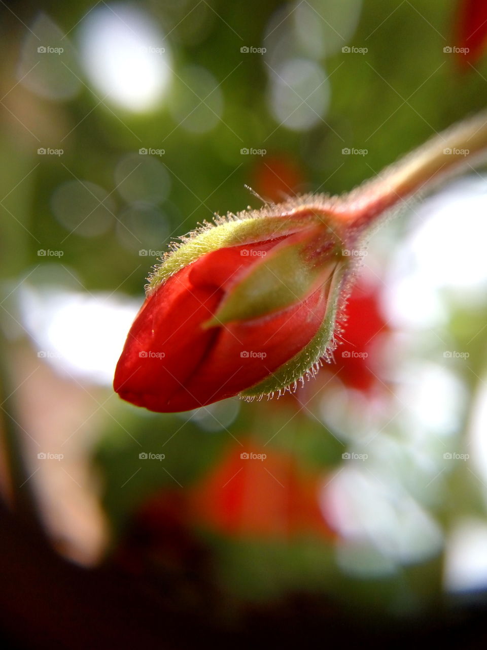 little geranium bud