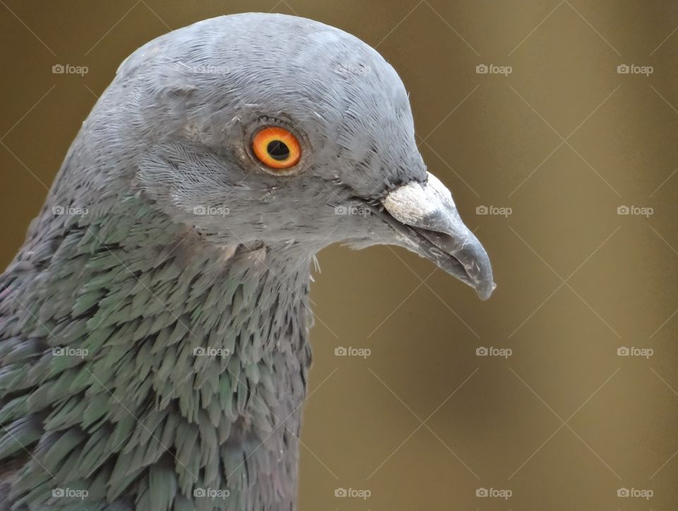 Pigeon looks angry