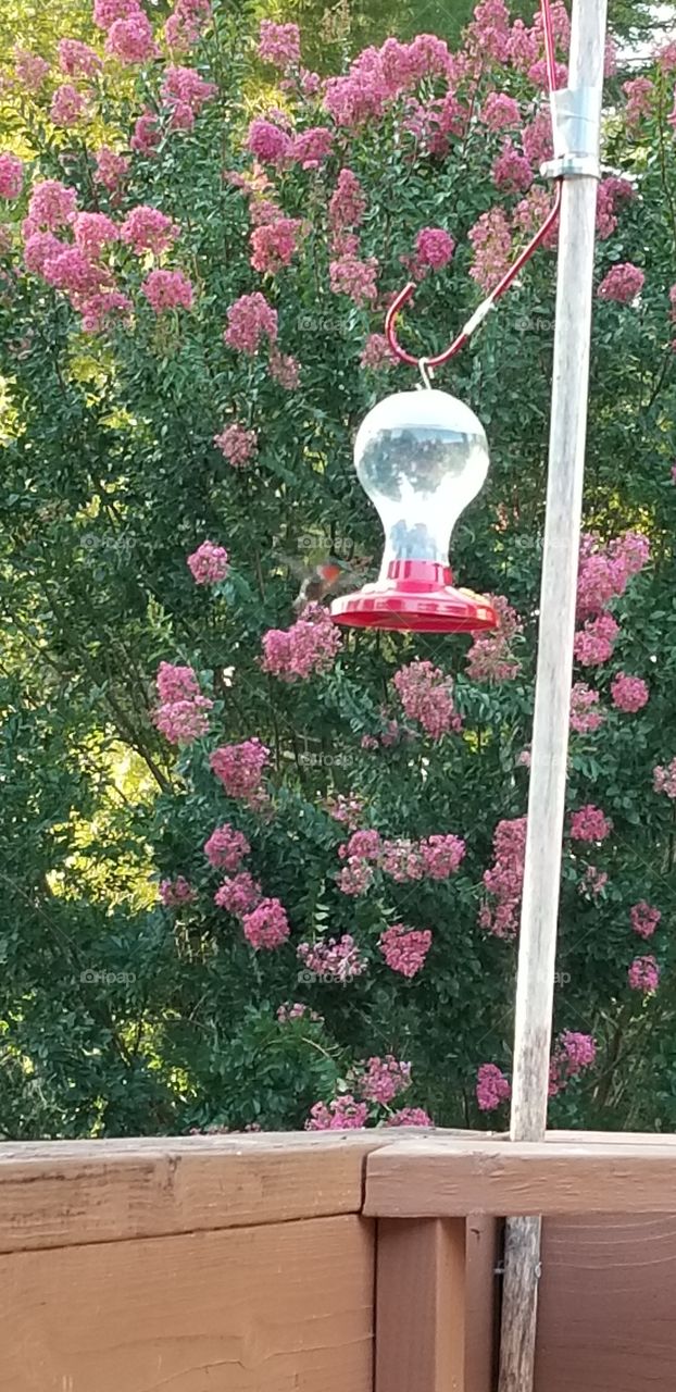 There's a hummingbird in there