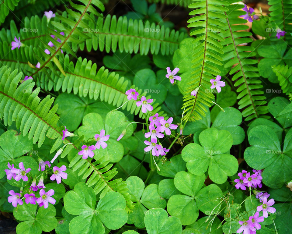 Purple flowers, three leaf clover and ferns