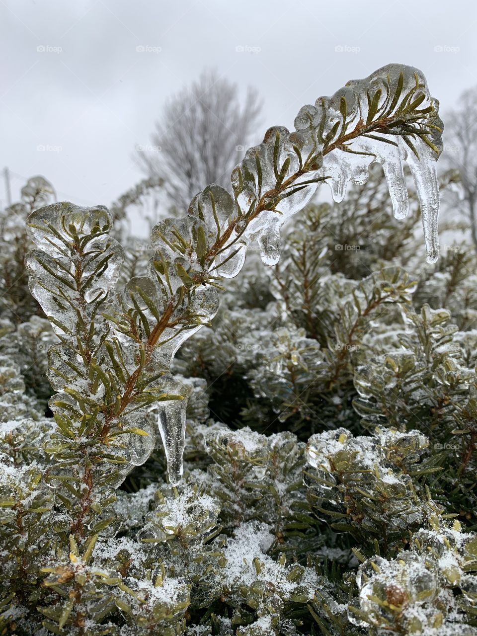 Ice storm in Illinois. Icy bushes
