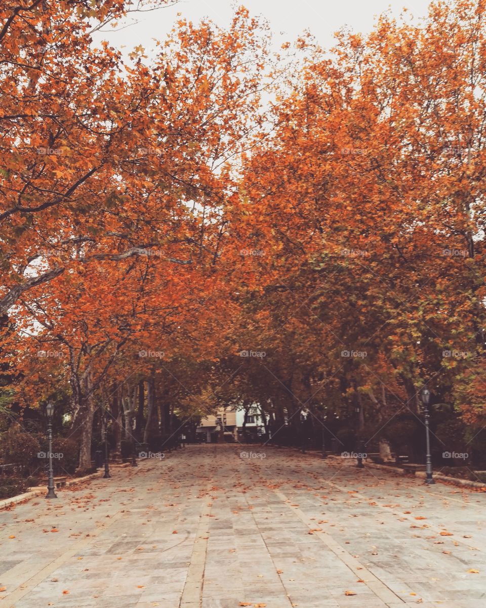 Autumn trees in Ronda