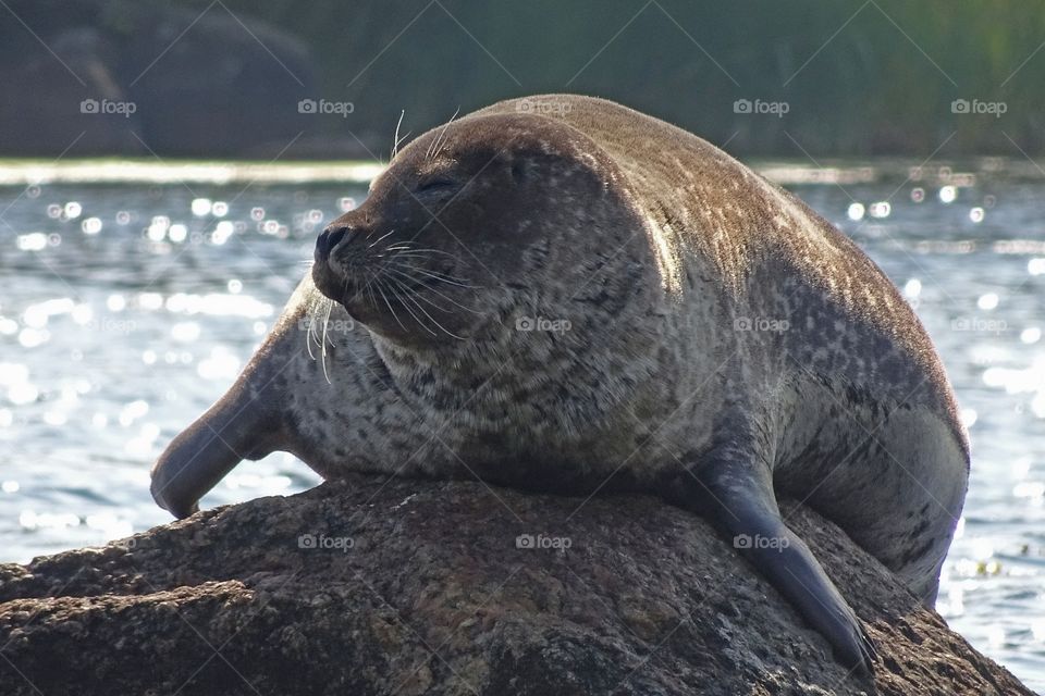 Seal enjoying the sun