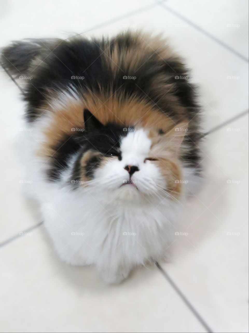 Cheeky cat posing for the camera.