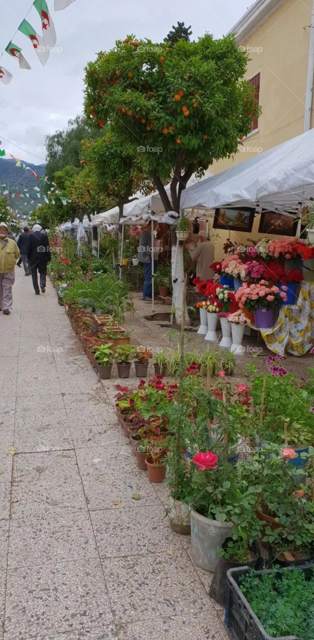 rosas
