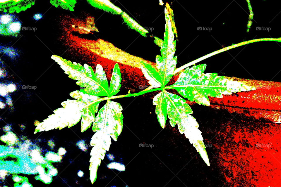 neem leaf