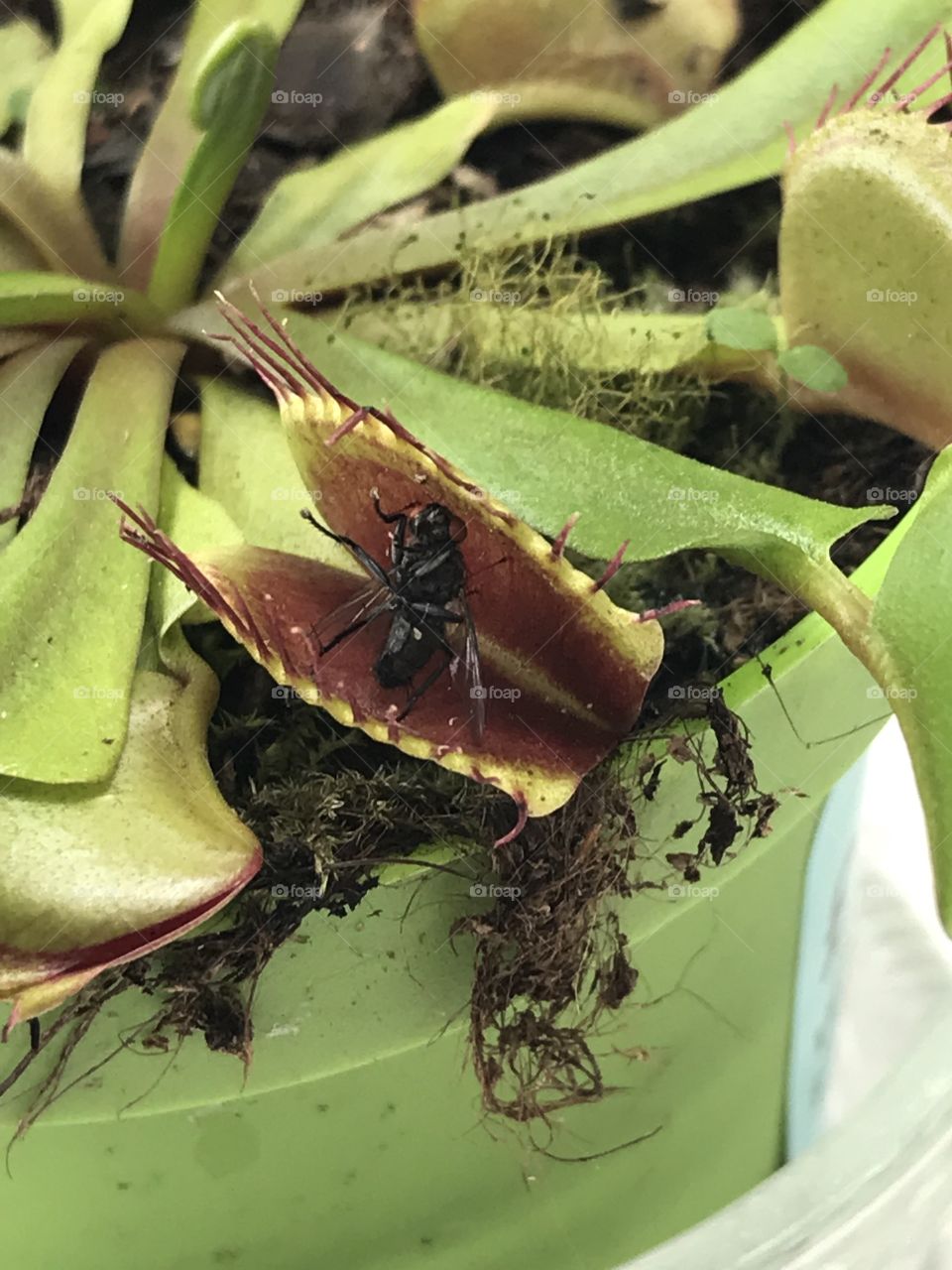 Venus Flytrap 