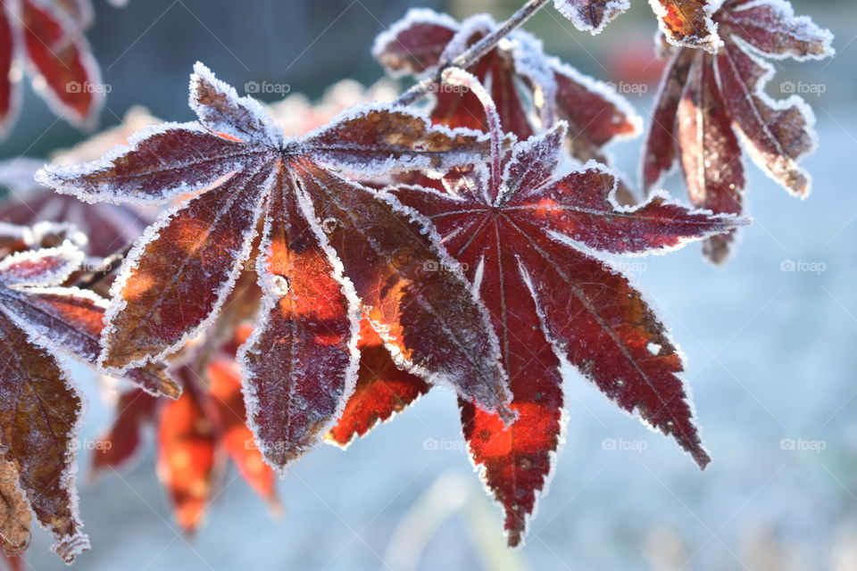 Frosty Japanese maple leaves