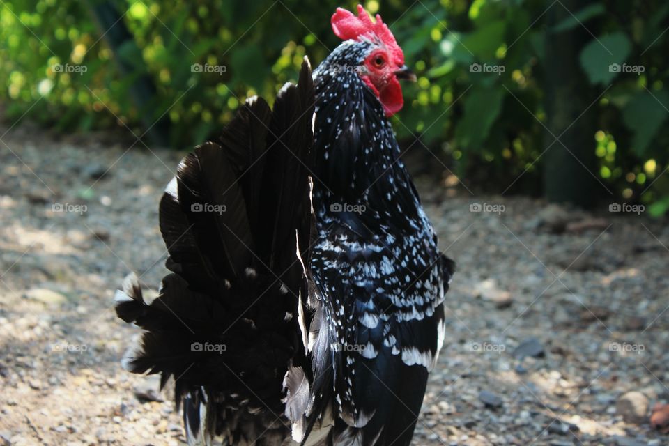 black chicken