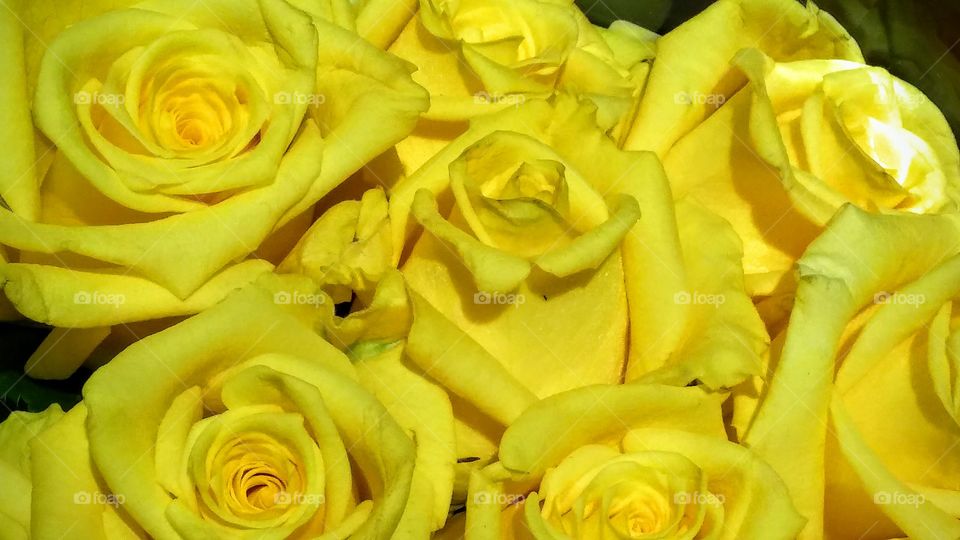 roses yellow flowers