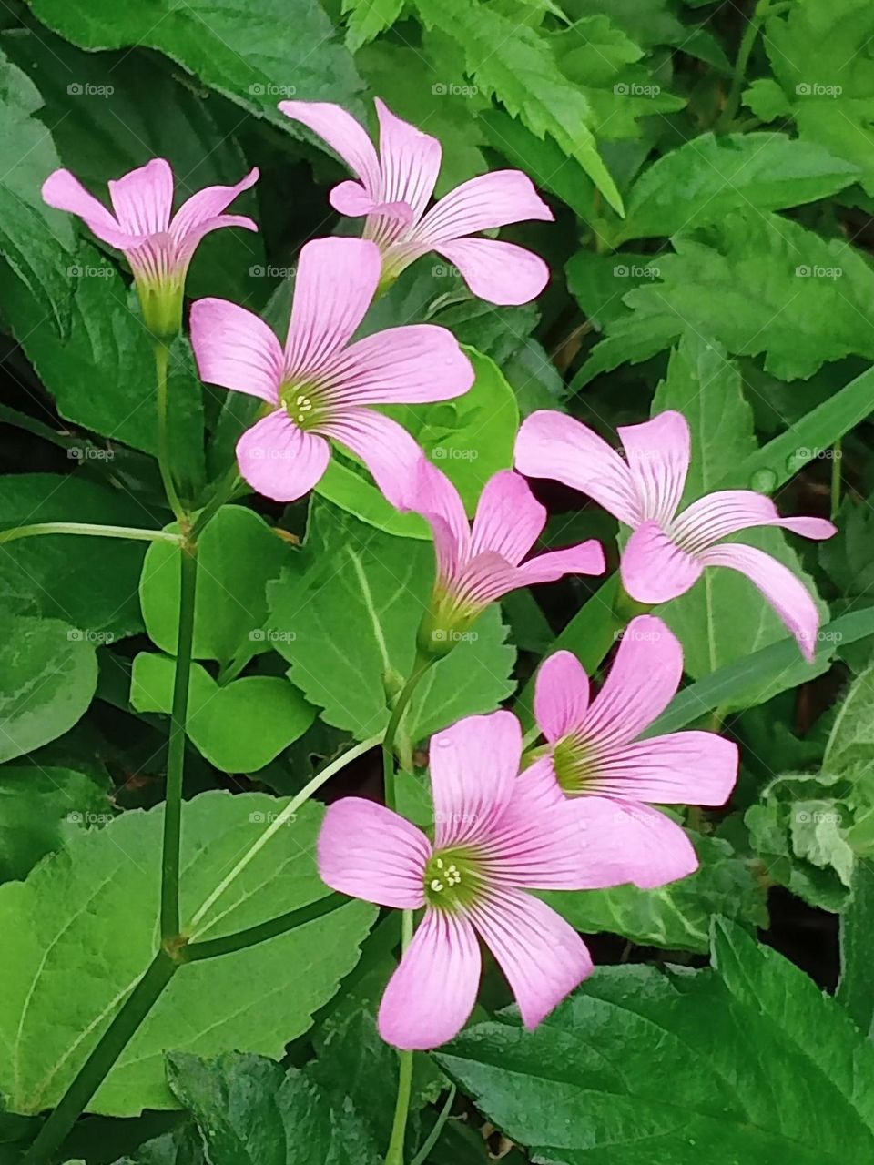 Beautiful flowers in bloom