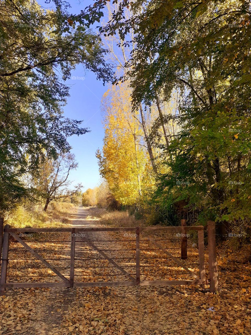 un espacio de otoño