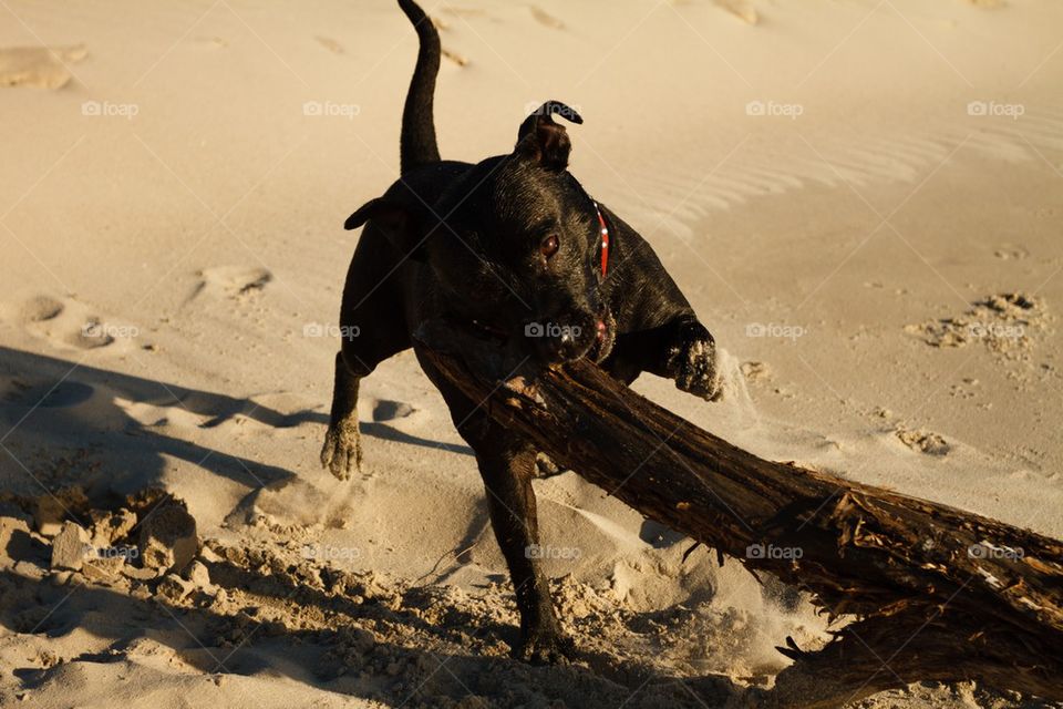 Stuffy attacking a log on the beach