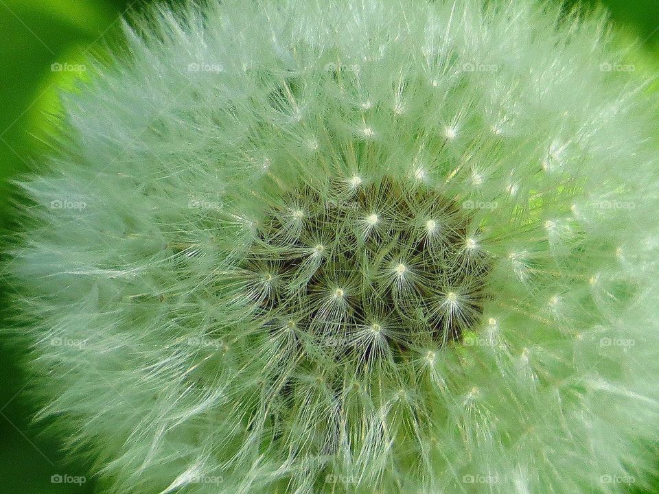 Dandelion Nature of Ukraine Green planet
