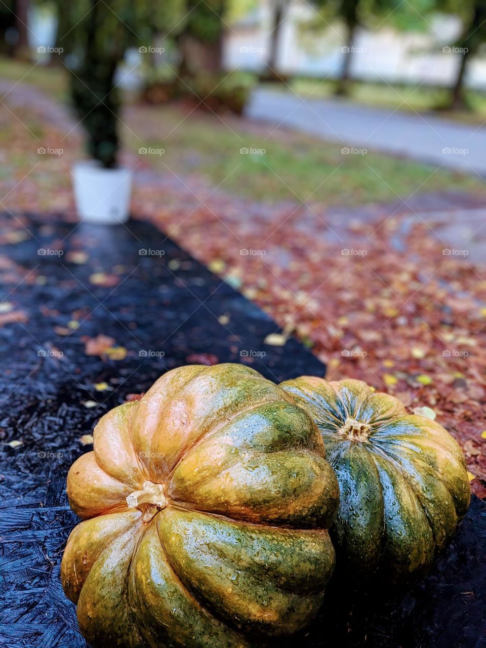 Pumpkins after the rain