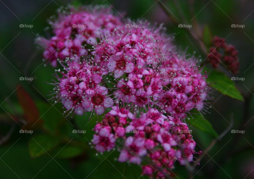 A Flowering Bush