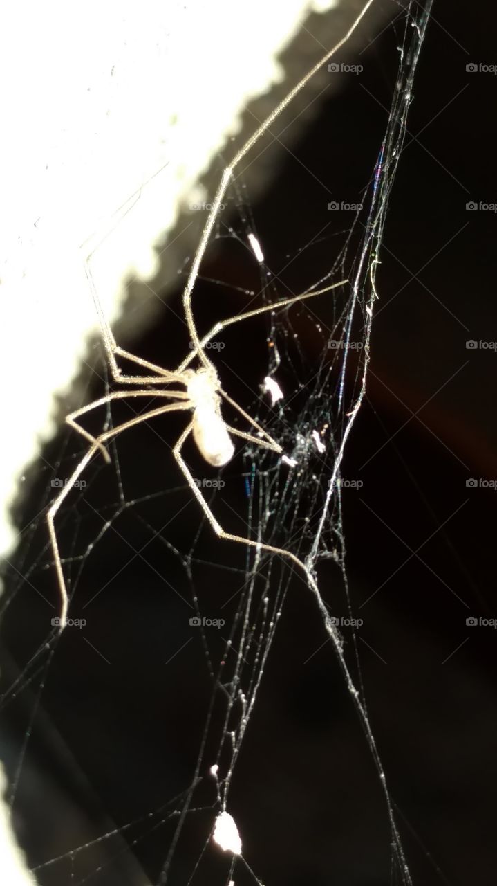 Spider, Spiderweb, Arachnid, Cobweb, No Person