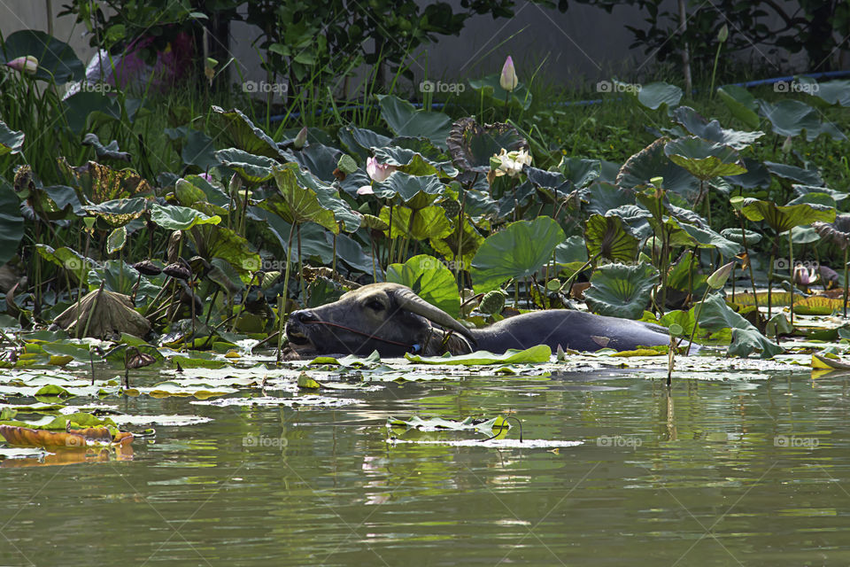 Buffalo played water inside a Lotus pond and eating crops.