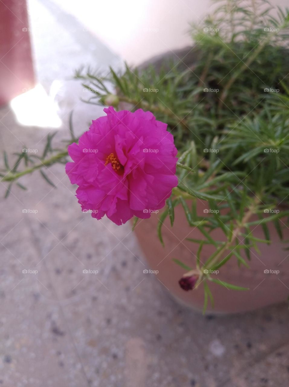 pink flower fresh seasonal looking very beautiful generally found everywhere fresh seasonal