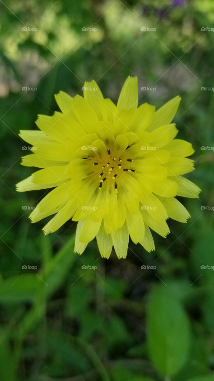 dandelion