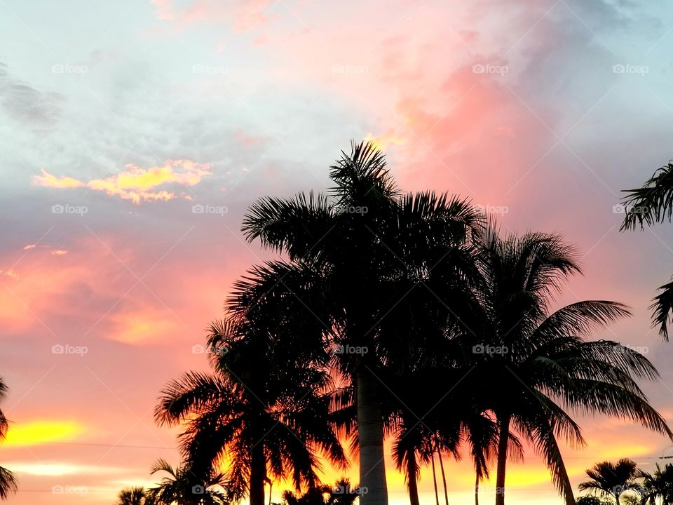 Jenada palms sunset