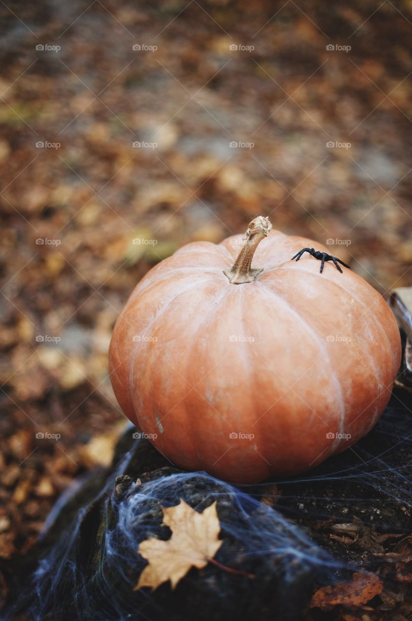 forest, night, holiday, decorations, snacks, fall, orange, black, mystery, Halloween, dark, glowing, candy, flashlight, ginger, fun, cute, fog, gloomy, burning, candle, flame, Jack, face, smile, autumn, symbol, skeleton, dark, above, scary, good, funny, background, lonely, sadness, darkness, magic, event, bat, Ghost, concept, trick, emblem, Phantom, pumpkin face, pumpkin, October, September, werewolf, mage, terrible, grim, supernatural, treat, trick or treat, horrible, wizard, Jack-lantern