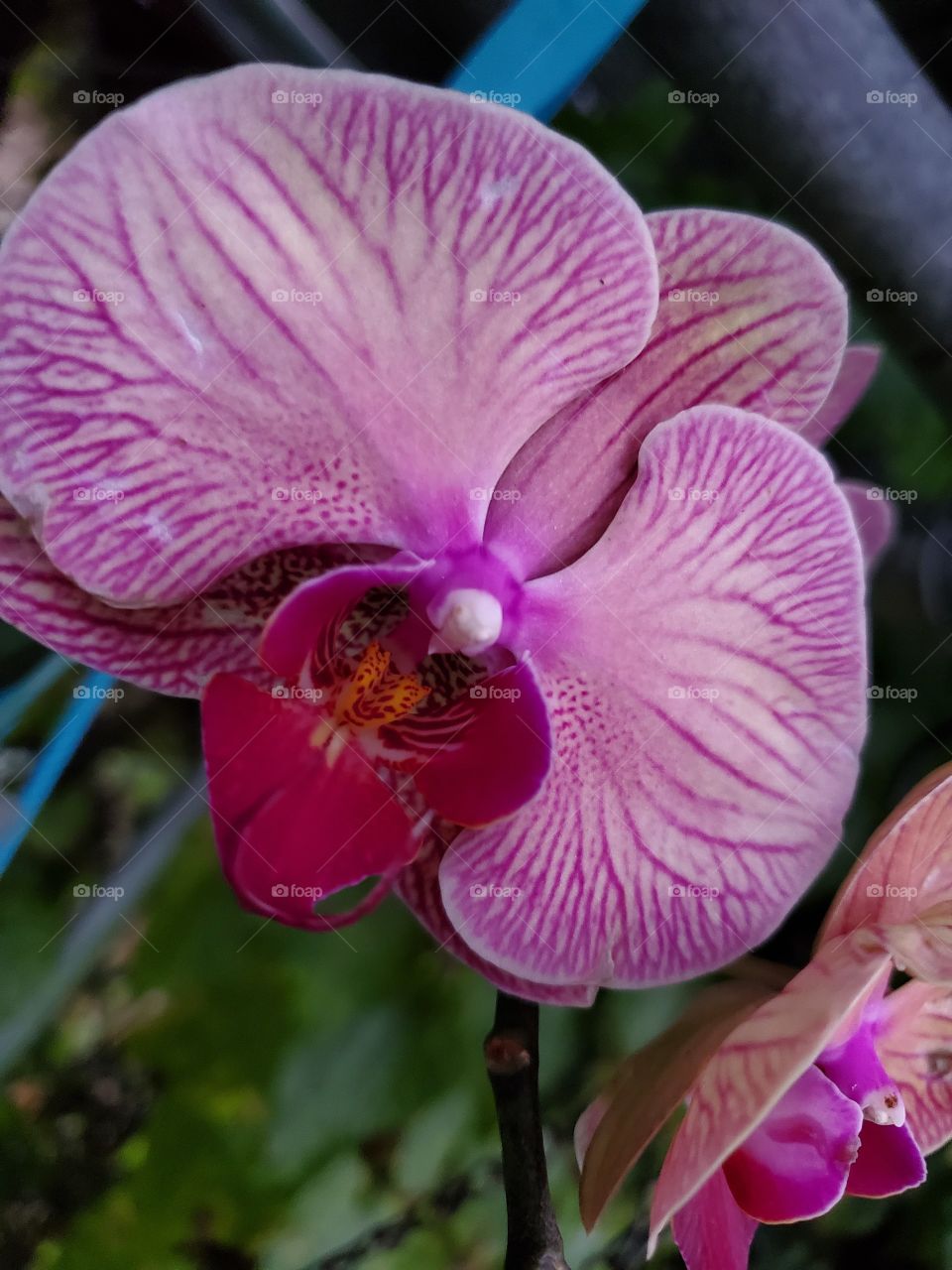 exotic orchids