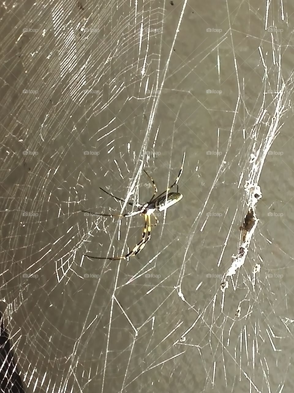 Spider, Spiderweb, Trap, Cobweb, Arachnid