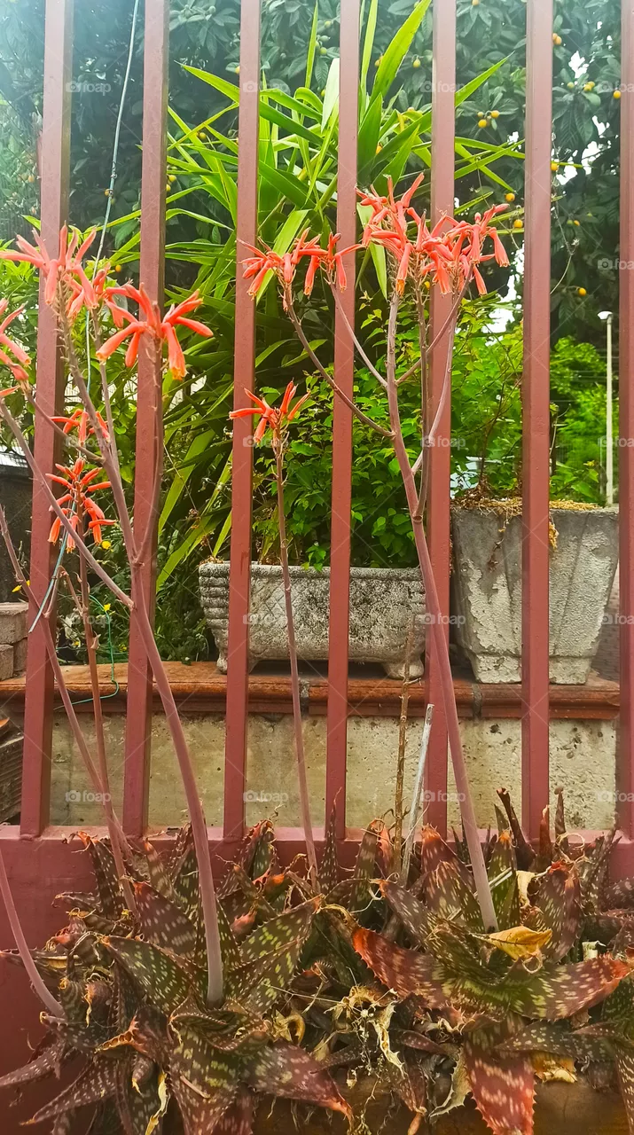 Aloe blossom.
