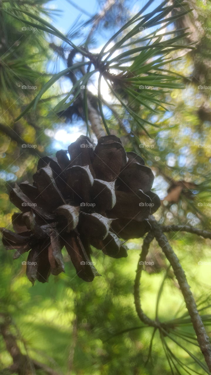 pinecone