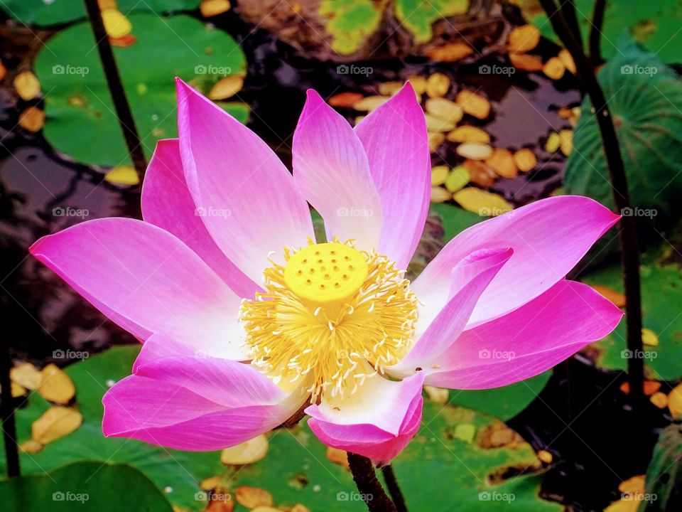 Lotus Flower Bali Pink Pond