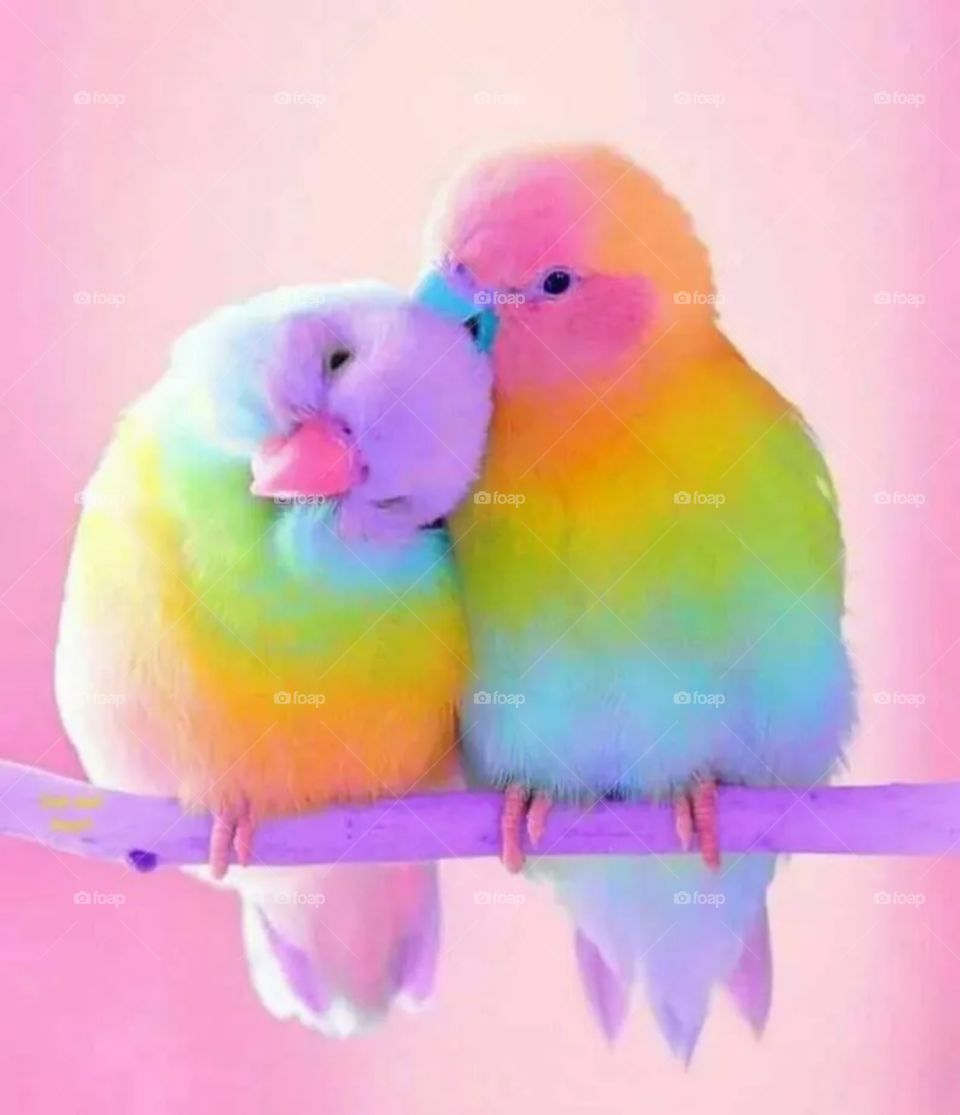 colourful parrots