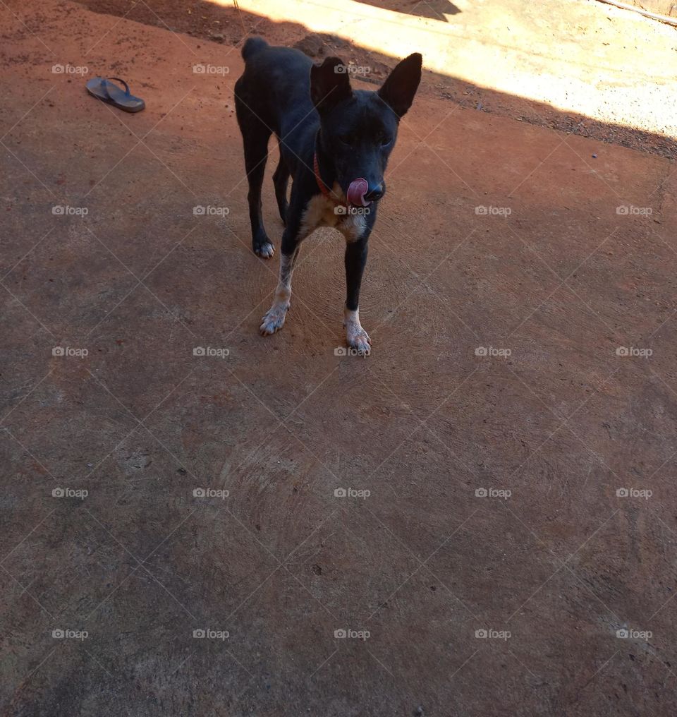Pet mostrando a língua. Alguns cães  costumam, colocar a língua para fora, quando estão  dormindo ou extremamente relaxados. Cãozinho, mostrando  a língua,  enquanto você, está esfregando sua barriga ou acariciando-o, ele está confortável e feliz!