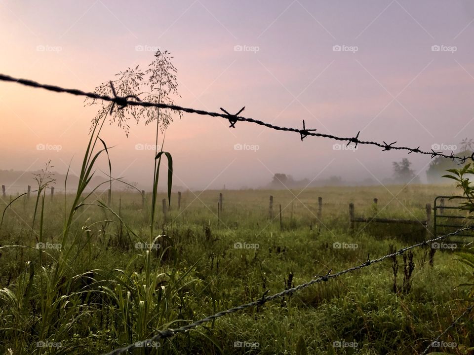 Dawn mist looking at pasture through fence and grasses