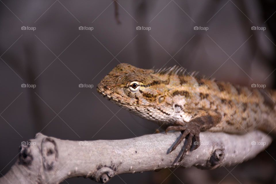 Indian chameleon