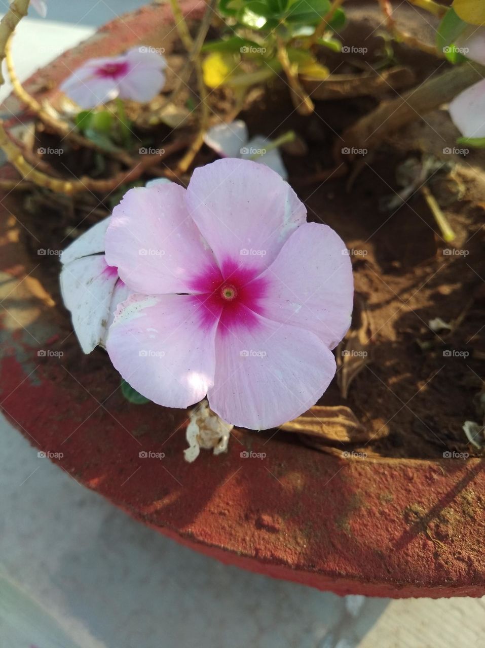periwinkle pink flower fresh seasonal looking very beautiful generally found everywhere