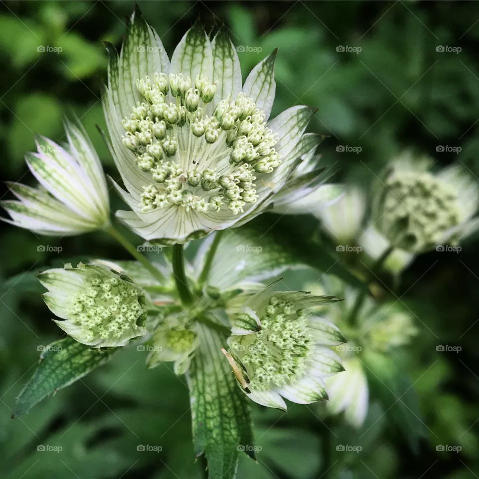 Green Lace