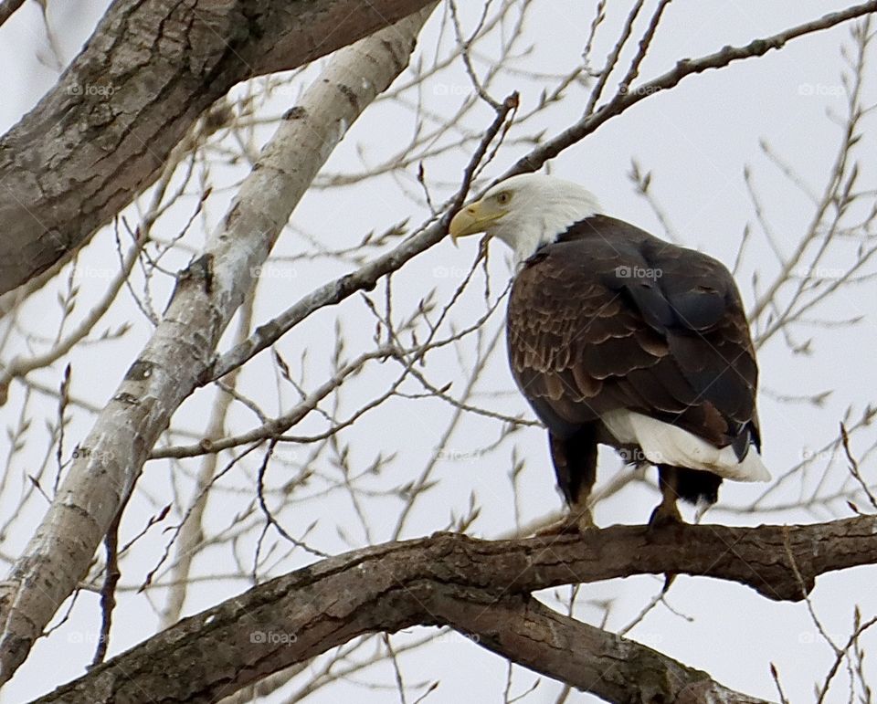 Stunning eagle in tree!! 
