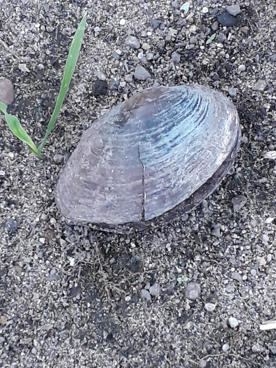 shell and a grass