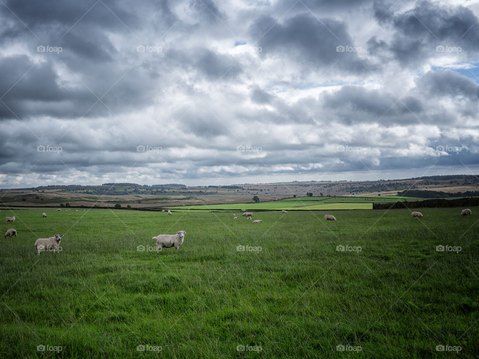 Sheep farm in Peak District