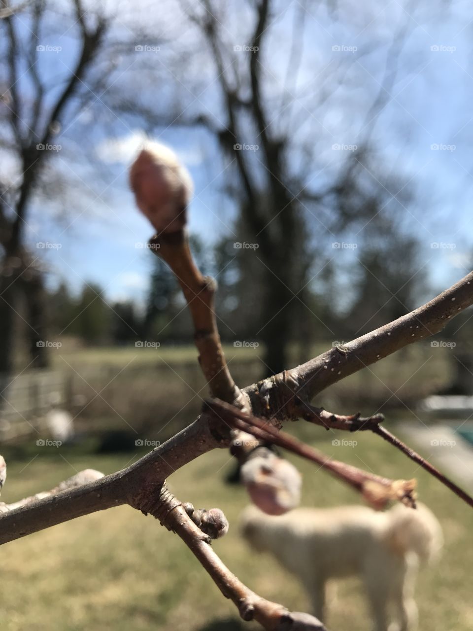 Spring buds 