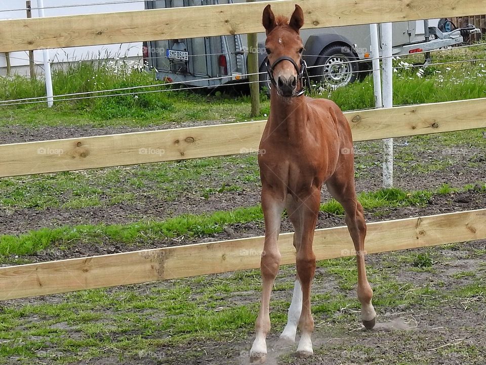 Curious colt