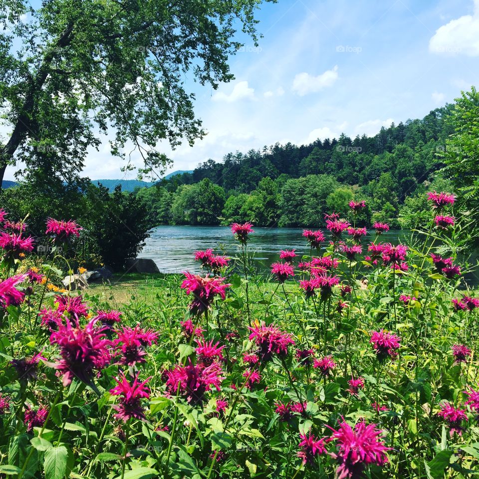 Flowers and river views