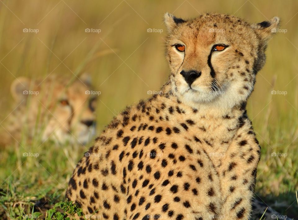 Serengeti Cheetah