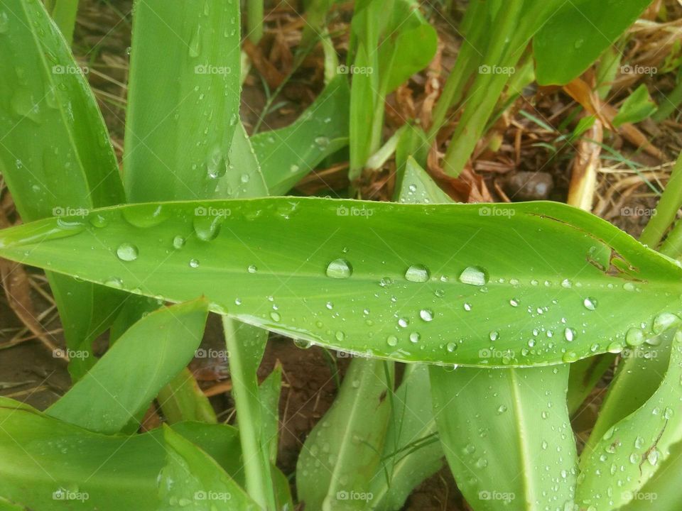 Beautiful droplets of water on a green leaves.