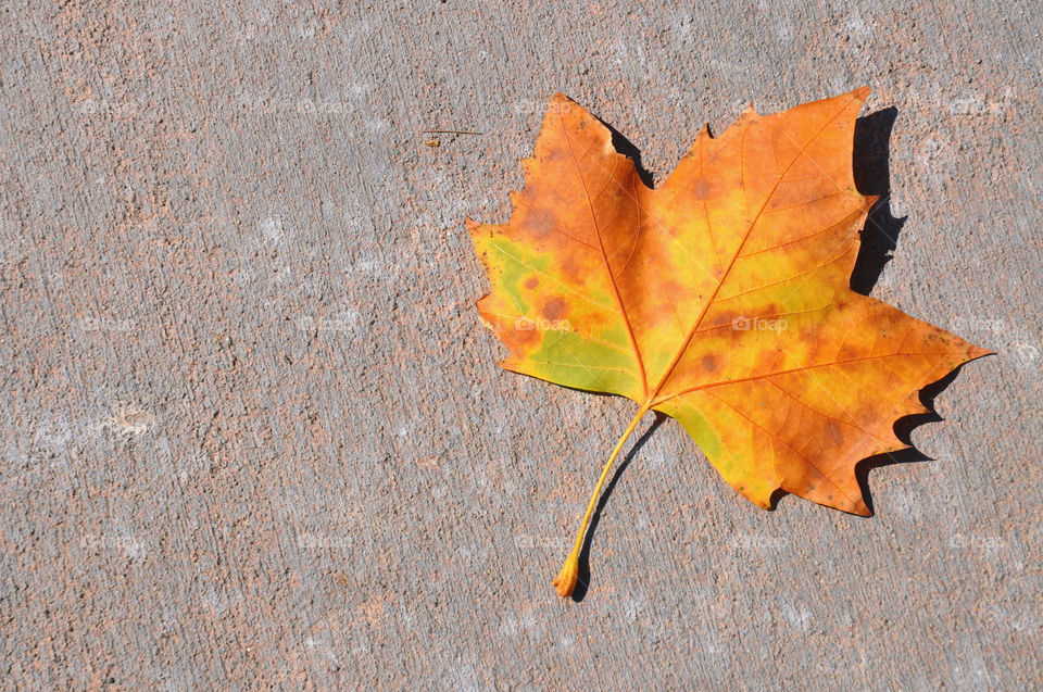 A colorful maple leaf laying on the ground. Room for your text. 