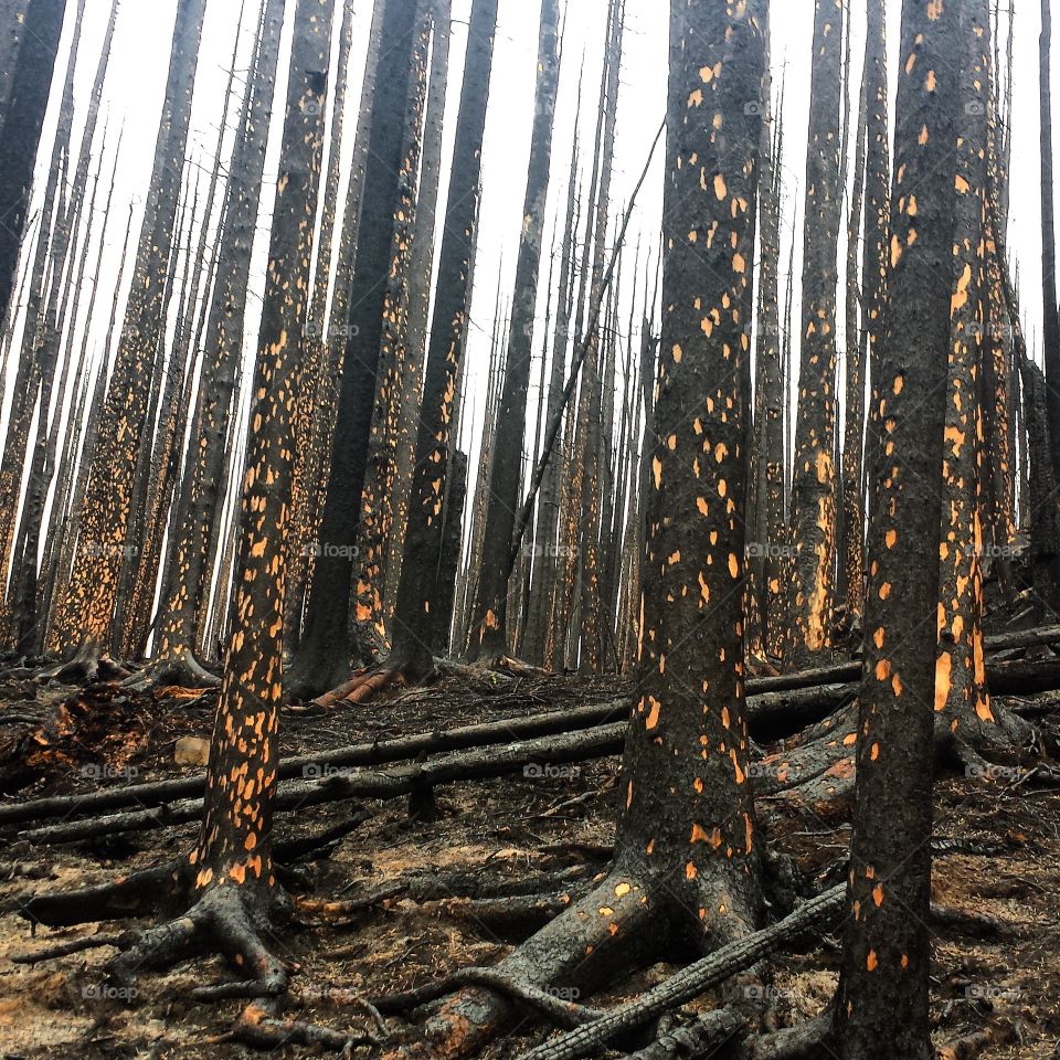 Forest Fire Aftermath