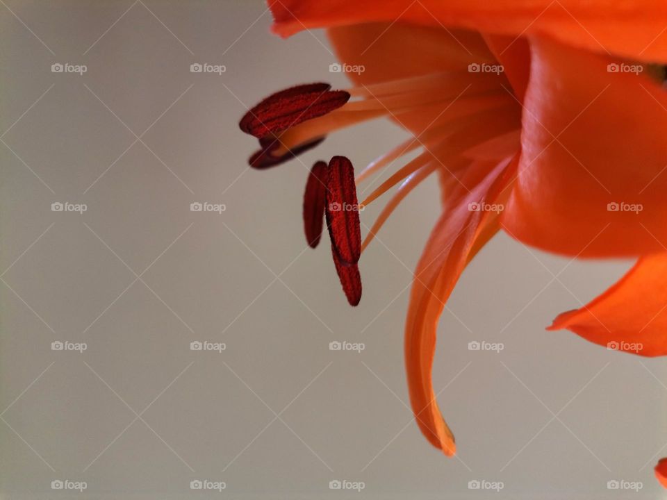 Closeup of Lily Flower with Pollen Pods
Dusting Petals

Floral Minimalistic Background