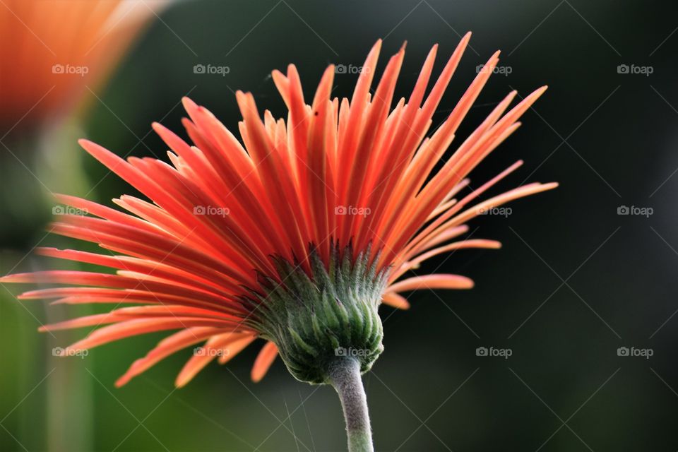 Beatiful flower/Flor linda.