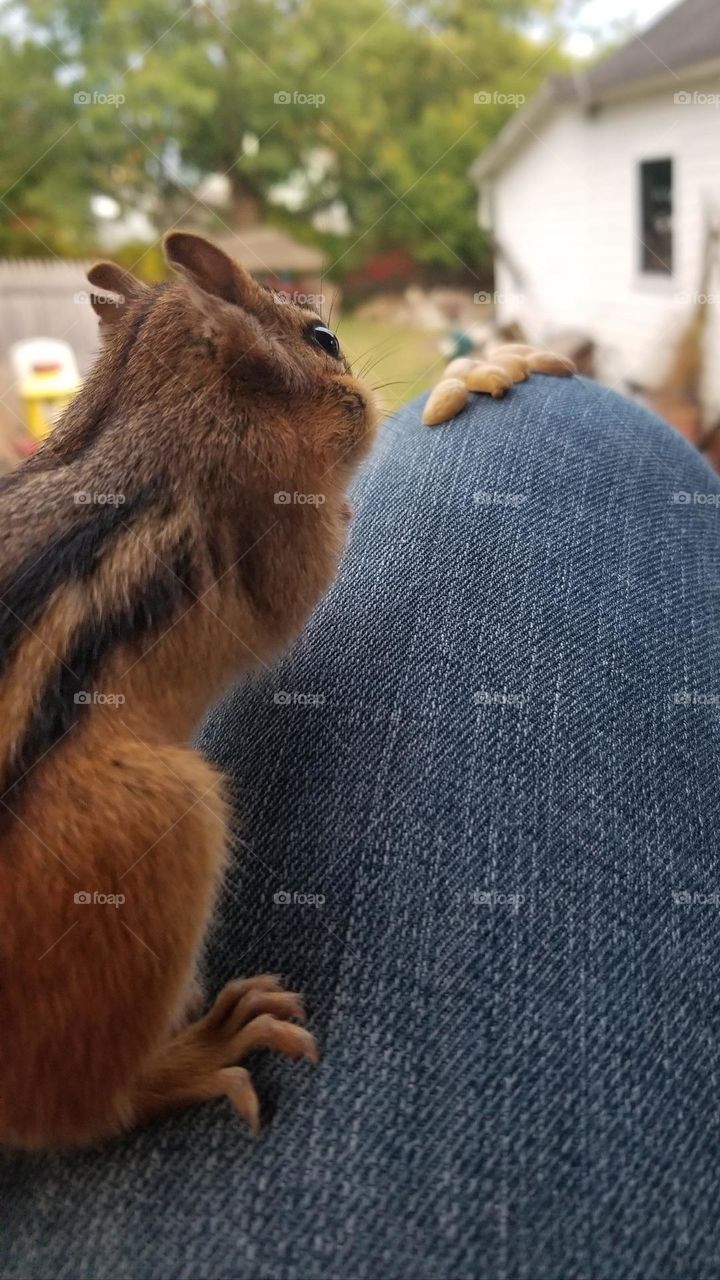 Chipmunk On My Lap